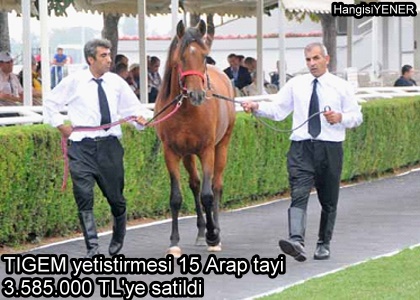 TGEM yetitirmesi 15 Arap tay 3585000 TL YE SATILDI
