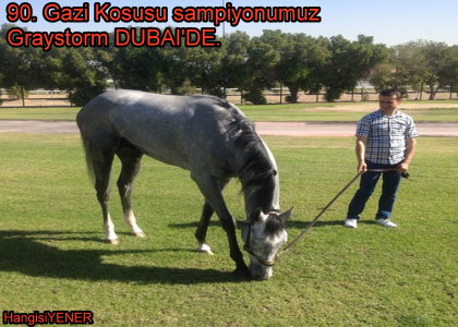 90. Gazi Kousu ampiyonumuz Graystorm DUBADE NE ZAMAN KOACAK?