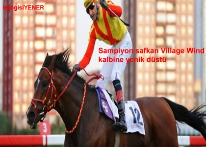 ampiyon safkan Village Wind kalbine yenik dt